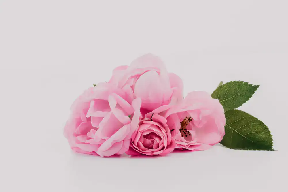Gesichtsöl Rose & Mandel